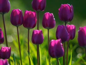 purple, Tulips