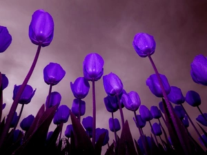 purple, Tulips