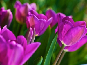 purple, Tulips