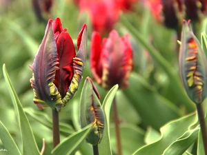 Red, Tulips