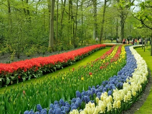 Tulips, walkers, Park, Hyacinths, Spring