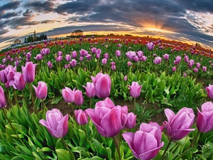 west, cultivation, tulips, sun