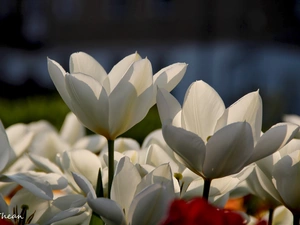 White, Tulips