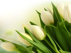 tulips, bouquet, white