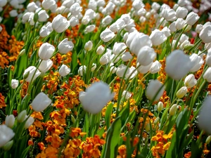 White, Tulips