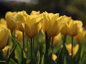 Yellow, Tulips