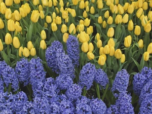 Tulips, Hyacinths, Yellow