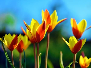 Tulips, orange, Yellow