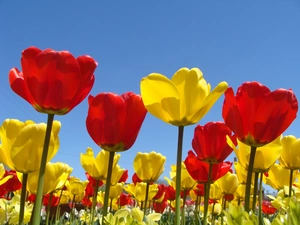 Tulips, Red, Yellow