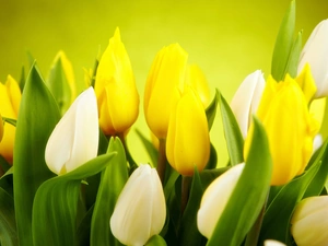 Tulips, White, Yellow