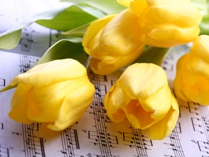 Tunes, Yellow, Tulips