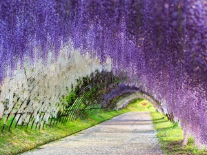 Way, Blossoming, wistaria, tunnel