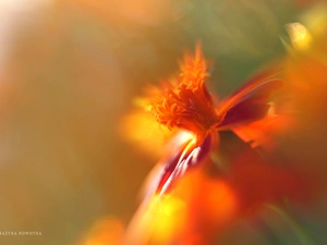 Colourfull Flowers, Tagetes, Turk