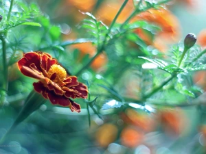 Colourfull Flowers, Tagetes, Turk