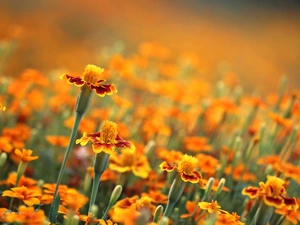 Turki, Tagetes, Flowers