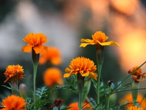 Tagetes, Turki