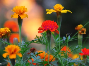 Tagetes, Turki