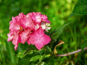 blurry background, hydrangeas, twig