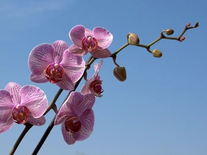 twig, orchid, dappled