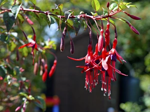 twig, fuchsia, Flowers