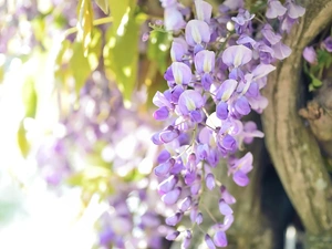 twig, wistaria, Flowers