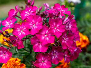 twig, Flowers, phlox