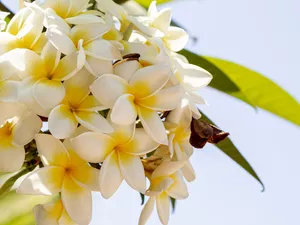 twig, Flowers, Plumeria