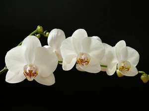 twig, orchid, White