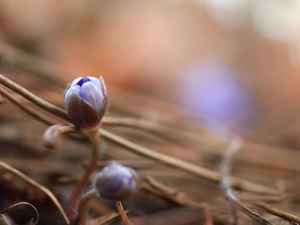 Twigs, Hepatica, Buds