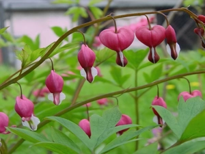 Twigs, Flowers, hearts