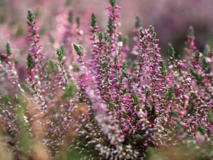 Twigs, lilac, heathers