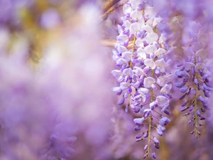 Twigs, Flowers, wistaria