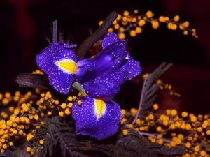 Twigs, Yellow, iris, Blue, Colourfull Flowers