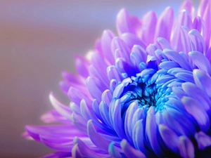 two Colors, chrysanthemum