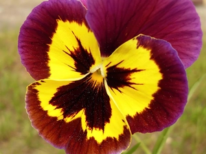 Two-tone, pansy