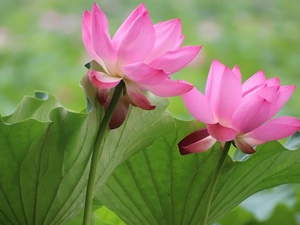 lotuses, Leaf, Flowers, Two cars, Pink