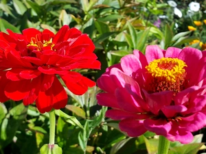 Two, Zinnias