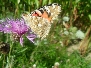 butterfly, an, thistle, undine