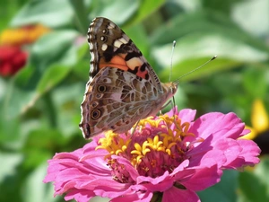 Colourfull Flowers, zinnia, undine, Cardui, butterfly