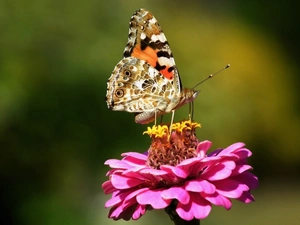 Colourfull Flowers, zinnia, undine, Cardui, butterfly