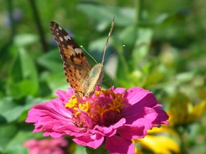 Colourfull Flowers, zinnia, undine, Cardui, butterfly