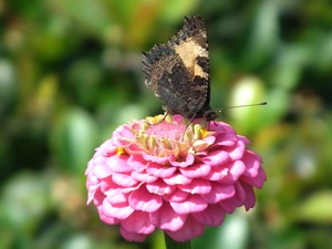 Colourfull Flowers, zinnia, undine, tortoiseshell, butterfly
