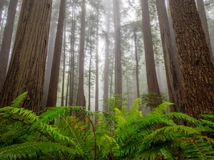 Redwood National Park, trees, Fog, viewes, fern, California, The United States, redwoods