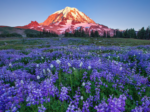 trees, Mountains, viewes, Meadow, Washington State, The United States, lupine, Mount Rainier National Park, Flowers