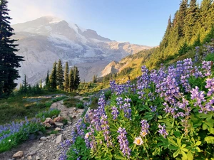 viewes, trees, Flowers, lupine, Washington State, The United States, Mountains, Mount Rainier National Park, Stones