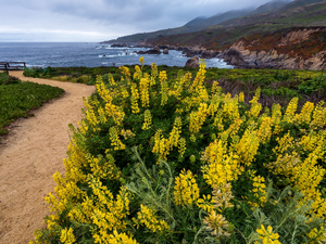 rocks, Coast, Yellow, Way, Flowers, The United States, California, sea, Big Sur, Garrapata State Park, lupine