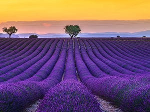 lavender, trees, France, viewes, Provence, Field, Sunrise, Valensole