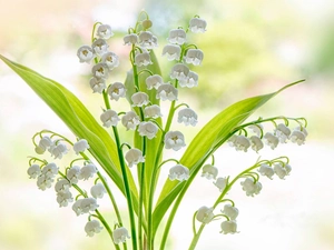 lily of the Valley, White, Flowers
