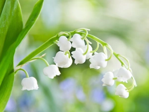lily of the Valley