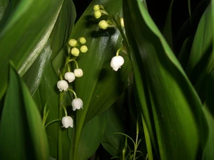 lily of the Valley, Flowers, Leaf, White